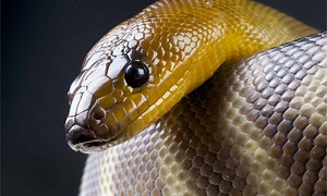 Woma Python