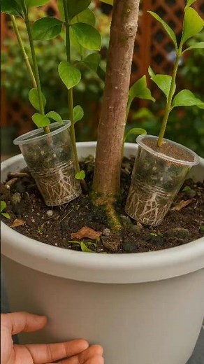 Air-Layer the Plant From Adventitious Root Branches | Quick Garden Hack #farminglife #farming