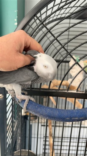 African grey behaving like a dog 🤷🏽‍♂️