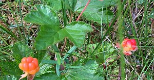 Recept–Hjortron med karamellmousse och vit choklad