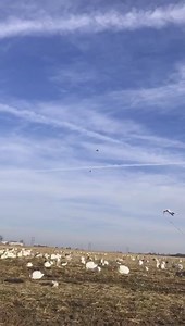 Only 3 months away Now Booking Spring 2021 call or message today space limit 660-341-8951 | Snow Goose Commanders