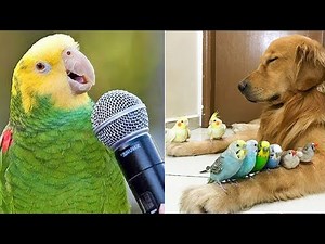 Smart And Funny Parrots Parrot Talking Videos Compilation (2023) - Cute Birds #40