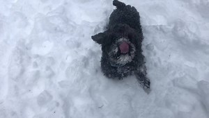 Adoptable cockapoo Wink is enjoying his snow day! This fun active senior doesn’t know he’s 9 years old and is looking for an active person looking for a constant companion. He has some early kidney disease and dry eye and is on a longterm special diet and medications but doing much better and his kidney values have improved greatly. Wink can be nervous at first with new people and protective at times of his people and things but is a Velcro dog once he chooses his person and would love a home wh
