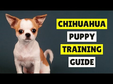 How to Train a Chihuahua Puppy with These 6 Easy Steps