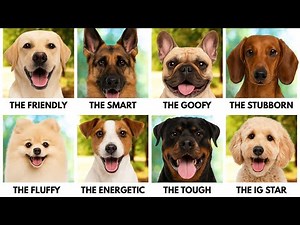 EVERY Dog Breed Explained in 23 Minutes