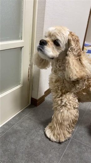 A Cocker Spaniel dog keeps searching for its missing mother