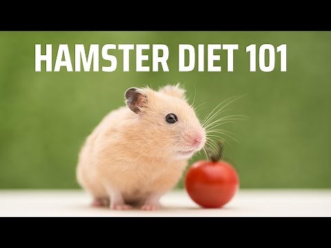 Best Hamster Food for a Healthy Diet