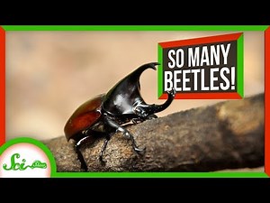 Why Are There So Many Beetles?