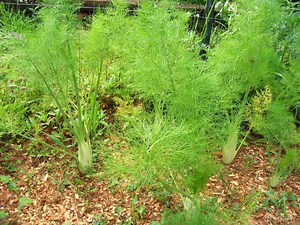 How to Plant, Grow, and Harvest Fennel