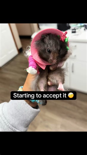 Splinting a Hamster's Broken Leg at Home