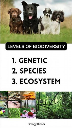 Levels of biodiversity| Genetic Diversity | Species diversity | Ecosystem Diversity