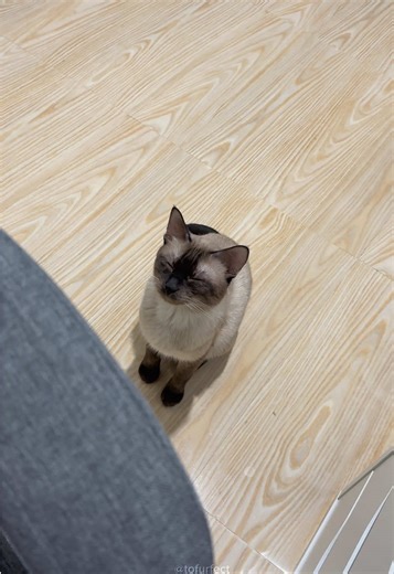 Siamese Cat's Adorable Meowing Moments