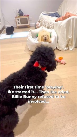 He started it…he wasn’t ready 🥲 #melbourne #cavapoo #cavoodle