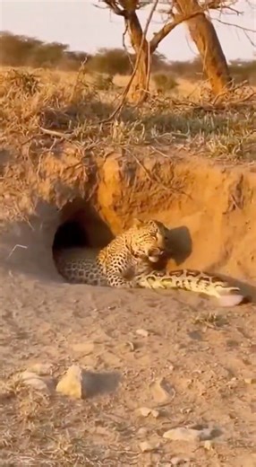 😳🐆🐍A Leopard Dives Into a Burrow and Gets Tangled With a Python While Trying to Free Its Mate