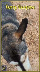 We're hoping these baby steps become leaps with our FREE adoption event that starts Friday night at 6pm, when we're open two hours late for our #PAWjama Party. All adoptable animals will be free through Sunday. Our #WeeklyGoal: Find homes for 35 dogs/puppies (yes, we have puppies!) and 21 cats/kittens by the end of the day on Monday. We can do this, Wilco! Come out and adopt/foster/reunite/foster to reunite. 🌐🤝🫂💪 #bestfriend #wcras #dogs #fosteringsaveslives #adoptyournextpet #wilcopets | Wi