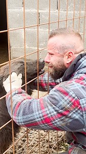 376K views · 13K reactions | Bruno Jelovic's doing what most people only dream of — rescuing every single dog from city shelters and living with hundreds of them on his ranch ❤️ He told us about how he went from not loving dogs to planning his whole life around them. Keep up with Bruno on Instagram: thedo.do/savethedogsbih | Little But Fierce by The Dodo | Facebook