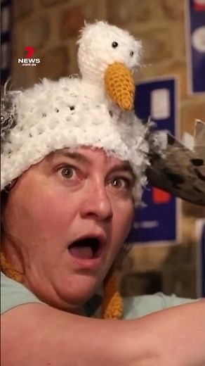 Seagull screeching contest held in Belgium