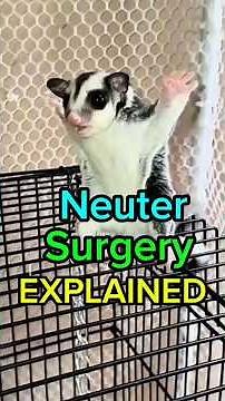 Neutering a Male Sugar Glider – Full Procedure Explained! #gliderspottvph