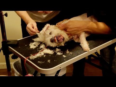 Dog Live Grooming