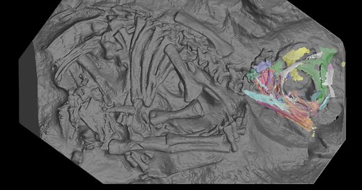 X-rays reveal a surprise inside 200 million-year-old dinosaur eggs