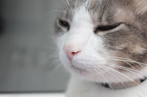 Cat Bronchitis (Feline Asthma): Causes, Symptoms & Treatment - Cats.com