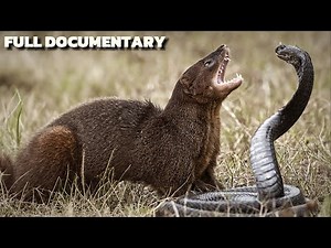 EPIC BRUTAL Mongoose vs Snake Fight To Last Breath | Animal Documentary 2025