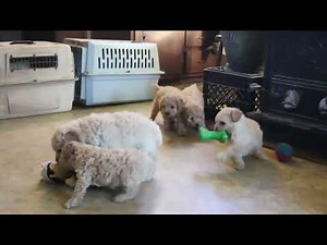 Cockapoo Puppies For Sale