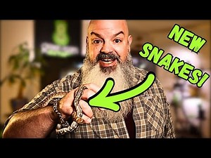 I Got Some New Carpet Pythons!