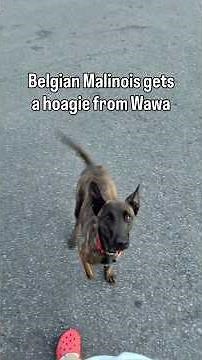 Gotta love Wawa ❤️🐕 #dogtraining #malinois #wawa #brandywinedogacademy #delaware