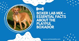 Boxer Lab Mix – 15 Important Facts About the Playful Boxador!