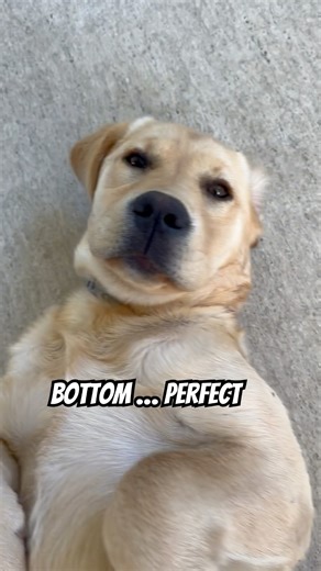 Golden Labrador Puppy Perfect From Every Angle!