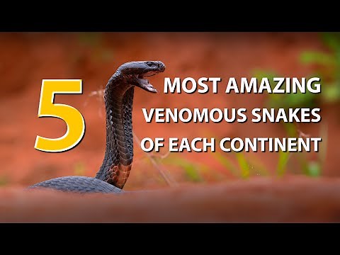 The 5 most amazing venomous snakes from each continent (4K)