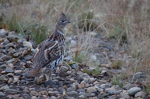 Grouse