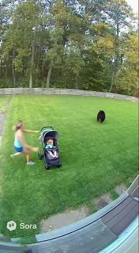 Home camera captures cat chasing away a bear – unbelievable! 😳🐻