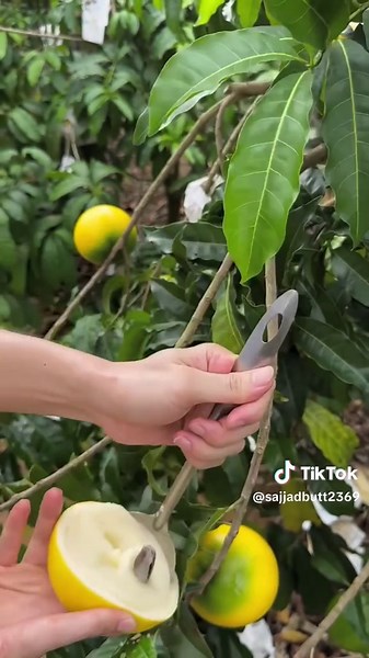 Relaxing ASMR Experience with Fruits