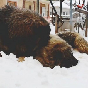 2.3K views · 168 reactions | Our #giantdogs have #fun. #happy #winterinMarch #snow ❄ #dogs #pet #animals #doglover #caucasianovcharka #dogsofinstagram #CaucasianMountainDog #instadogs #dogstagram #caucasianshepherddog #CaucasianShepherd  #titansfamily  | Titans Family | Facebook