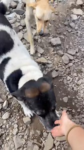 1.7K views · 609 reactions | WOW 朗 My dog Frank was SO HAPPY when I...