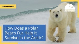 9.7K views · 640 reactions | A polar bear’s fur is one of the many adaptations that help it thrive in the frigid Arctic. In fact, it keeps them so warm that adult males can quickly overheat when they run. Watch the video and learn more about polar bears’ fur here: pbears.org/3VgCqSC | Polar Bears International | Facebook