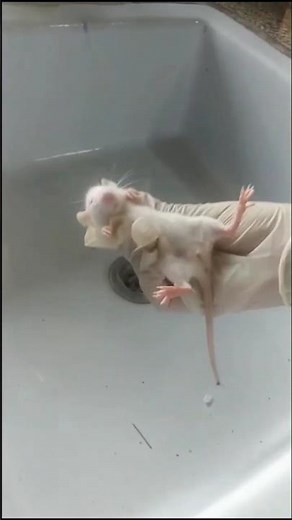 to study and perform animal handling ll Pharmacology lab