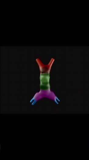 Heart Development: Cardiac Looping Explained #short