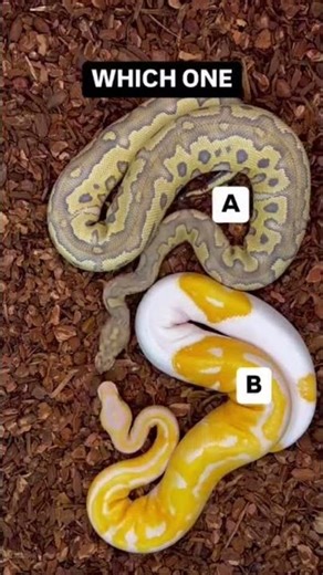 Which Ball Python Would You Choose!?