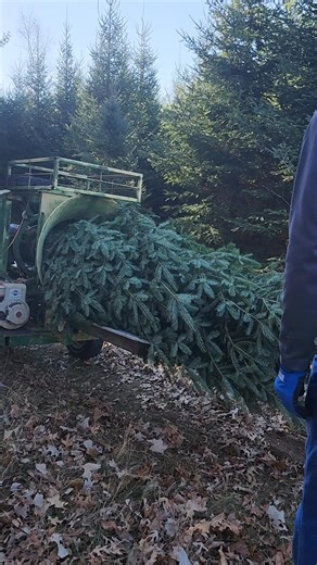 Wrapping the trees! Fresh cut and ready for you! Lee's Red Barn open Wednesday-Friday noon to 6pm and Saturday and Sunday noon to 4pm. Freshest trees around! | Lee's Red Barn