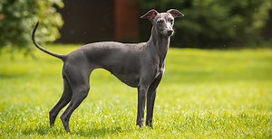 Italian Greyhound Breed Guide
