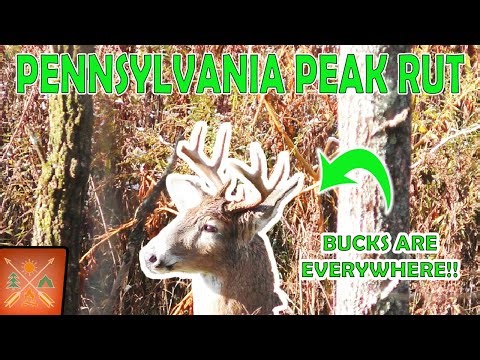 Bow Hunting the Pennsylvania Peak Rut | Self-Filmed Archery Hunt