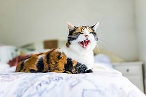 Why Do Cats Hiss? A Complete Guide To Cat Hissing