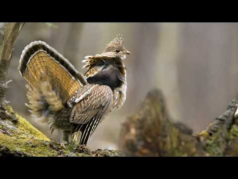 Voices: Ruffed Grouse