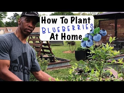 How to Plant Blueberries at Home for AMAZING Results!