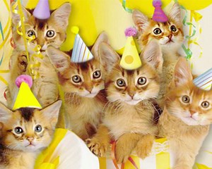 Singing Birthday Cats Ecard | American Greetings