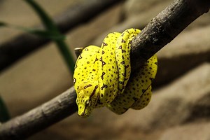 13 Incredible Green Tree Python Morphs And Localities