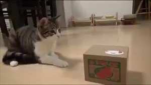 6.4K views · 293 reactions | Why won't the other cat in the box come out Watch this video to find out! 究竟箱內的貓朋友幾時出來呢？等得好心急呀！ | Whiskers N Paws | Facebook